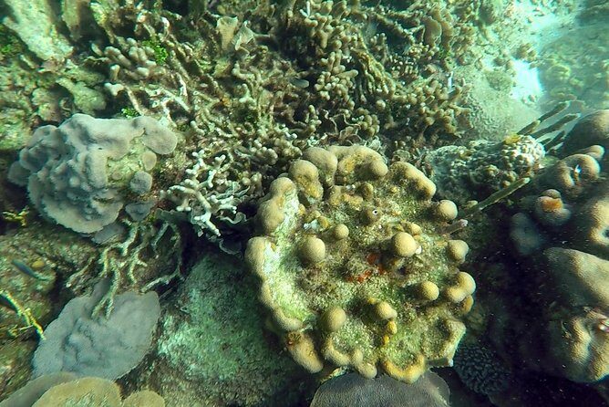 Scuba diving in Rosario Islands - What you’ll see under the surface in Corales del Rosario y San Bernardo