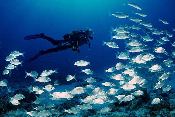 Scuba diving in Rosario Islands - Price and value: is $354 a fair deal for this day?