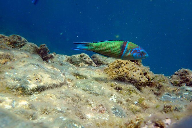 Snorkeling excursion in Isla de Tabarca - What happens before you hit the water