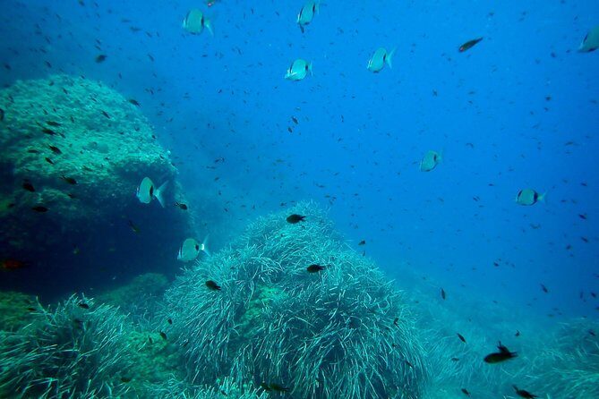 Snorkeling excursion in Isla de Tabarca - Safety and water comfort: how to judge it fast