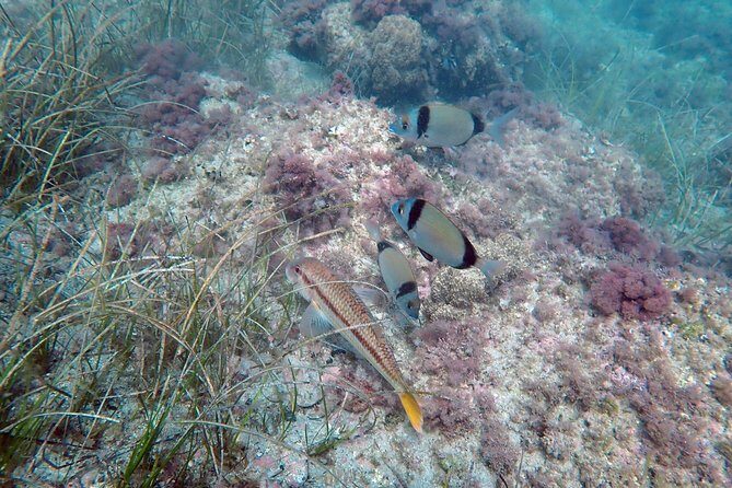 Snorkeling excursion in Isla de Tabarca - Timing and pacing: about 3 to 3.5 hours of total “life”