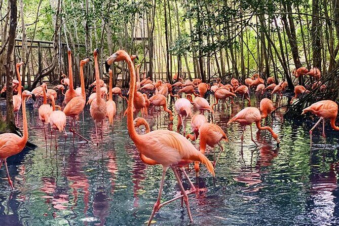 Transportation to the National AVIARY of Colombia - Key Things to Know Before You Go