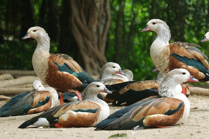 Transportation to the National AVIARY of Colombia - Stop 2: Entering the Aviario Nacional de Colombia (Bird Time With a Purpose)
