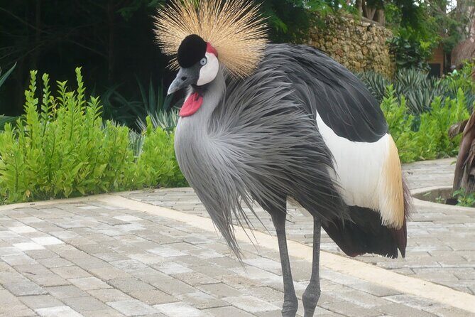 Transportation to the National AVIARY of Colombia - Stop 3: Playa Blanca for Sunbathing and a Straightforward Swim