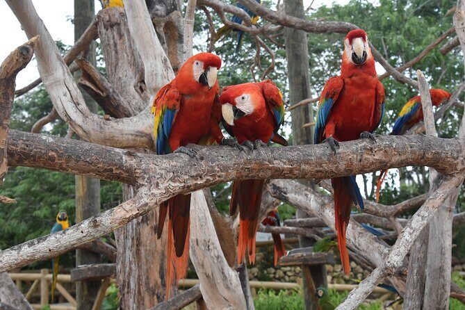 Transportation to the National AVIARY of Colombia - The Transportation Style: Efficient, Shared, and Not a Private Charter