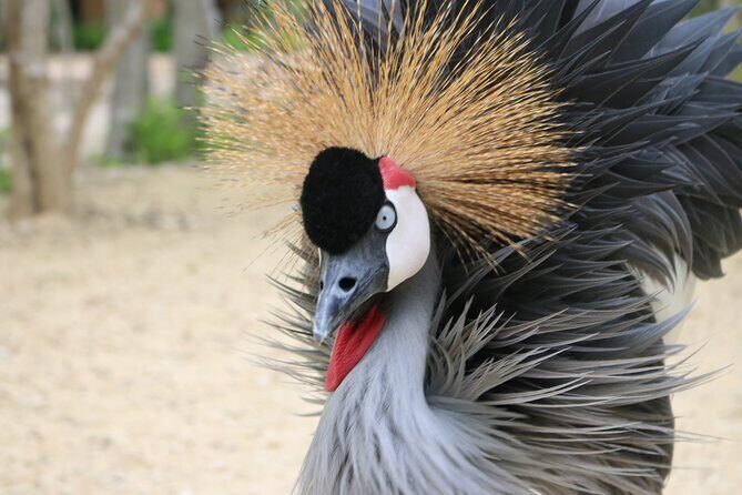 Transportation to the National AVIARY of Colombia - What’s Included vs. What’s Not: A Simple Checklist
